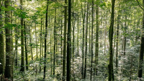 Sustainability, Forest